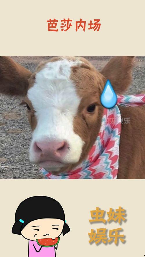 娱乐吃瓜酱外婆养大的羊羊长啥样,娱乐吃瓜酱的温馨回忆